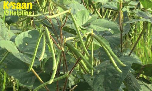 मूंग की वैज्ञानिक तरीके से उन्नत खेती के बारे में